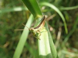 Closeup of a grasshopper perched on green grass with green grass blur background photo