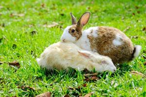 Two rabbits run in the garden. photo