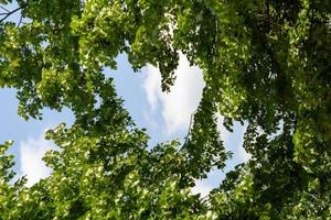 las ramas de los árboles crean forma de corazón foto