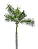 Palm tree isolated on white background with clipping paths for garden design. photo