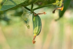 Close up of green pointed gourd in vegetable garden photo