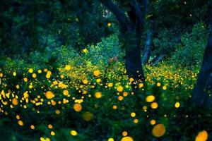 Firefly flying in the forest. Fireflies in the bush at night at Prachinburi, Thailand. Bokeh light of firefly flying in forest night time. Long exposure photos at night have noise, selective focus.