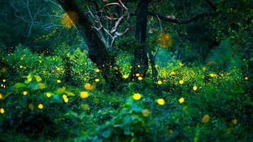 Firefly flying in the forest. Fireflies in the bush at night at Prachinburi, Thailand. Bokeh light of firefly flying in forest night time. Long exposure photos at night have noise, selective focus.