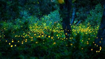 Firefly flying in the forest. Fireflies in the bush at night at Prachinburi, Thailand. Bokeh light of firefly flying in forest night time. Long exposure photos at night have noise, selective focus.