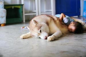 Asian boy playing with Siberian Husky at home. Kid with dog. photo