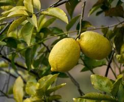 Djeruk limau commonly know as lime or lemon hanging on a tree in an Indian garden. photo