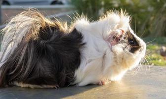 Portrait of guinea pig under the sunset photo