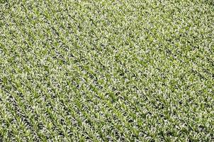 ogm europeo creciendo campo de maíz verde foto