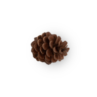 Pine cone cutout, Png file