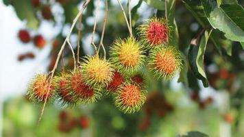 conceito de rambutan de frutas tailandesas. frutas vermelhas rambutan, deliciosas, doces, perfumadas, prontas para serem colhidas para venda. video