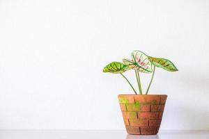 planta de caladio en olla de barro naranja aislada sobre fondo blanco. planta purificadora de aire de hojas verdes de caladio interior, sala de estar foto
