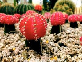 Chloroform-free red cactus on a thick green stem Gymnocalycium mihanovichii photo