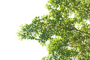 texture of green leaf on white background photo