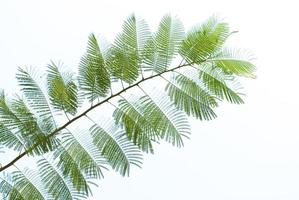 texture of green leaf on white background photo