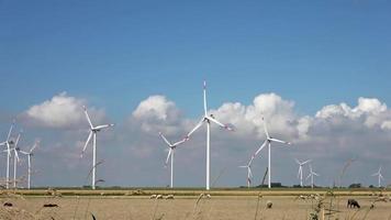 vista panorâmica sobre ovelhas em frente a moinhos de vento de energia alternativa video