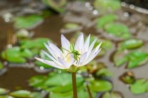 beautiful green mantis insects  on lotus water lily flower, unique photgraphy, peek a boo ready to jump photo