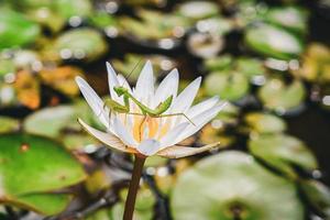 beautiful green mantis insects  on lotus water lily flower, unique photgraphy, peek a boo ready to jump photo