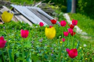 Red and yellow tulips in the spring garden photo