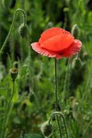 Orange Poppy Flower photo