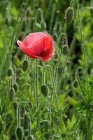 amapola roja clara foto