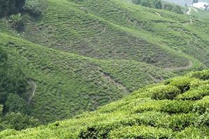 plantación de té en la ladera de la montaña foto