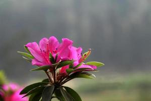 bonita flor rosa foto