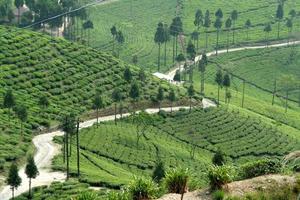 camino a través del jardín de té foto