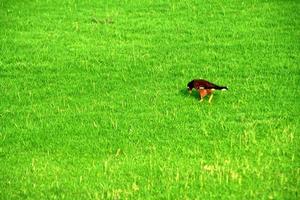 Feeding Myna on Grass photo