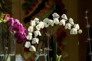 racimos de orquídeas moradas y blancas foto