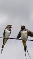 Close up shot of a majestic adult swallow bird also known as saw-wing photo