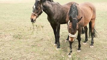 paarden grazen in een groene weide, paarden grazen op een zonnige dag op de ranch. video