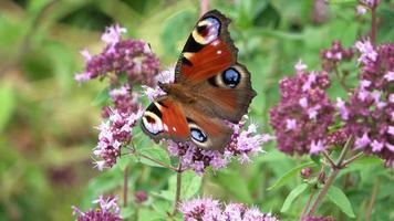 papillon nymphalidae rouge sur des fleurs roses à la recherche de nectar video