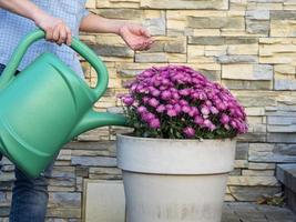 Woman waters flowers in the garden in a flower pot photo