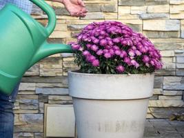 Woman waters flowers in the garden in a flower pot photo