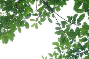 Green leaf and branches on white background photo