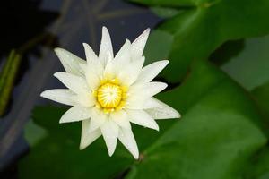 White lotuses have yellow pollen on the water surface. photo