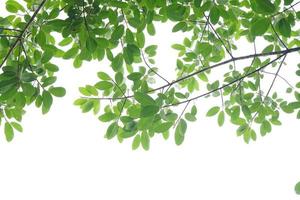 hoja verde y ramas sobre fondo blanco foto