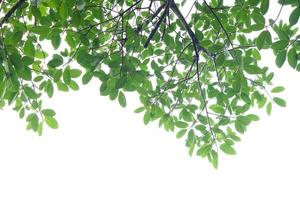 Green leaf and branches on white background photo