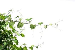 ivy plant isolate on white background photo