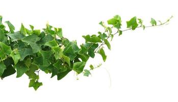 vine ivy plant isolate on white background photo