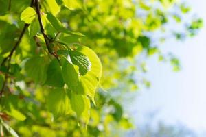 Green young spring leaves from a linden tree. Variable focus photo