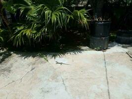 iguana lizard animal on cement outdoor in Puerto Rico photo