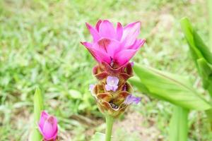 purple daffodils in the blooming garden photo