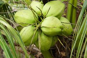 perfumed coconut in the tree photo