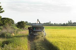 Combine harvesters are harvesting golden rice in the farmer's fields to sell and send to industrial plants for processing into various commodities and exporting to foreign countries for consumption. photo