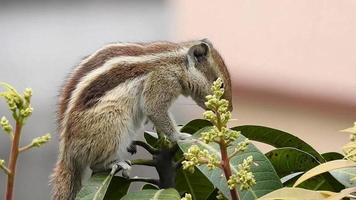An Indian palm squirrel eating and wandering on a mango tree. Palm squirrel or three-striped palm squirrel Funambulus palmarum is a species of rodent in the family Sciuridae found naturally in India video