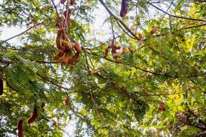 Tamarind on tree photo