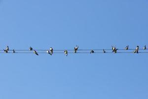 muchos pájaros, golondrinas o martinetes, vencejos se sientan en cables contra el fondo del cielo azul. copie el espacio foto
