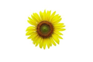 sunflowers on a white background photo