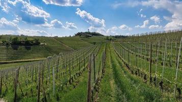 landscapes of the Piedmontese Langhe of Barolo and Monforte d'Alba with their vineyards in the period of spring 2022 photo